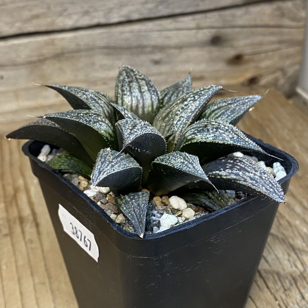 SH38767 Haworthia 'Bev's Wonder' hybrid - Image 2