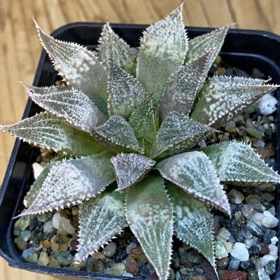SH38768 Haworthia ‘Hakuma’ hybrid