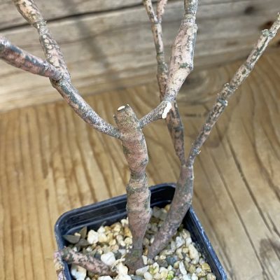 SH38684 Euphorbia platyclada