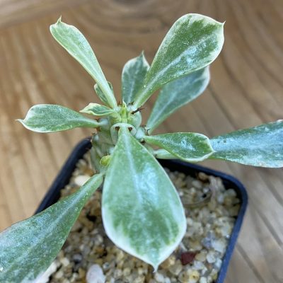 SH38686 Monadenium stapelioides f. variegata