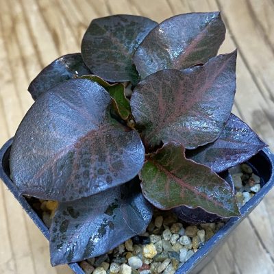 SH38688 Euphorbia francoisii hybrid