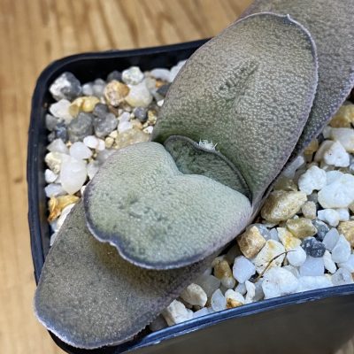 SH38689 Gasteria glomerata hybrid