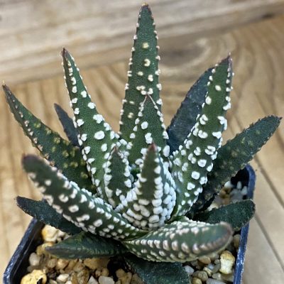 SH38690 Haworthia pumila SH