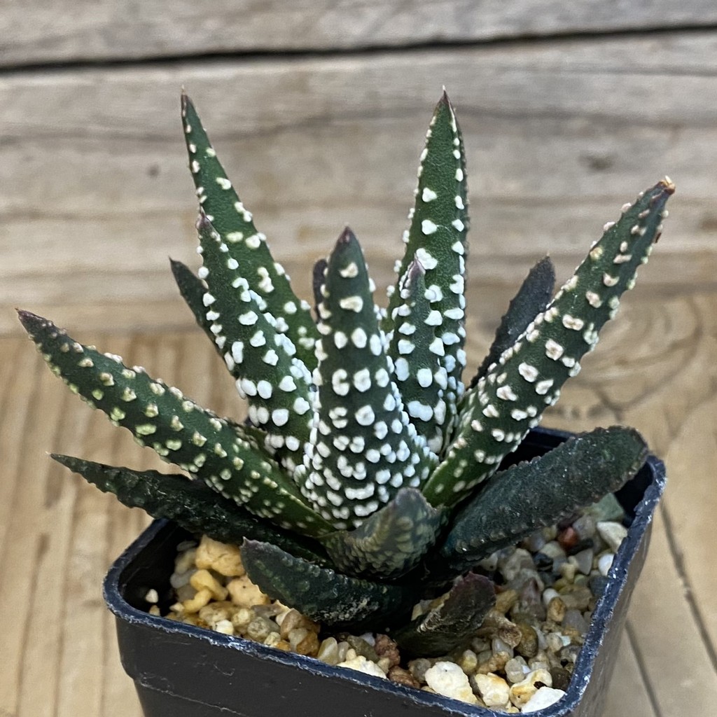 SH38690 Haworthia pumila SH - Image 2