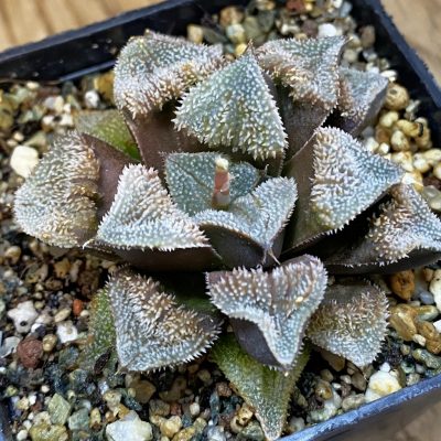 SH38691 Haworthia 'Kegani' hybrid
