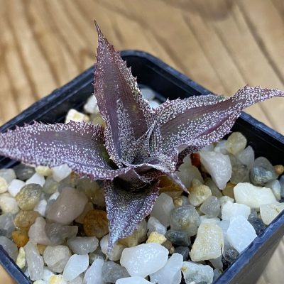 SH38676 Cryptanthus lacerdae 'Menescal'