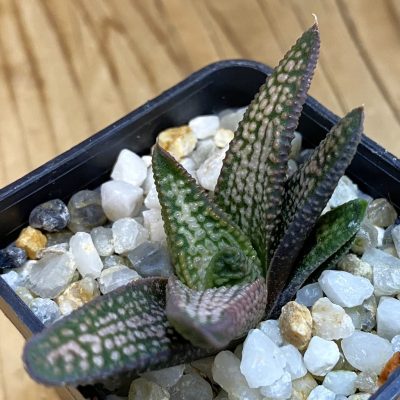 SH38692 Haworthia pumila x koelmaniorum
