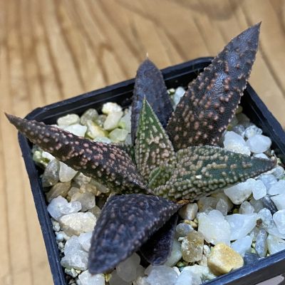 SH38693 Haworthia minima x ‘Kintaikyo’