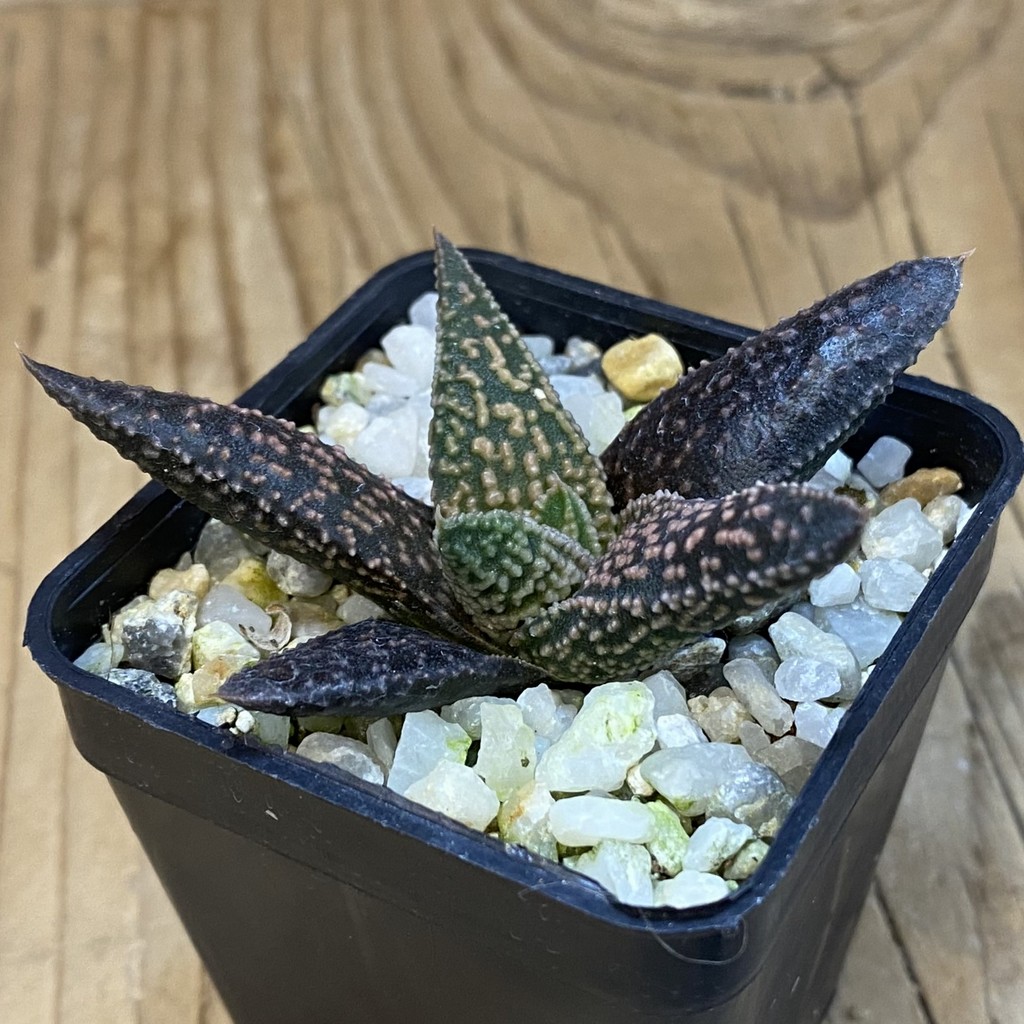 SH38693 Haworthia minima x ‘Kintaikyo’ - Image 2