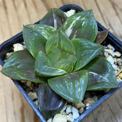 SH38696 Haworthia obtusa f. variegata RU-2