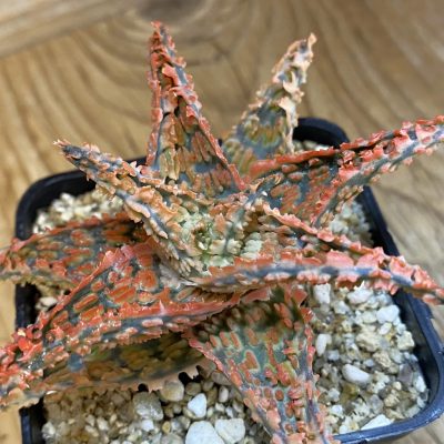 SH38697 Aloe TCT hybrid