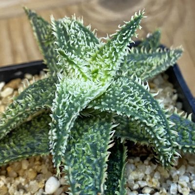 SH38698 Aloe TCT hybrid