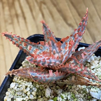 SH38699 Aloe TCT hybrid