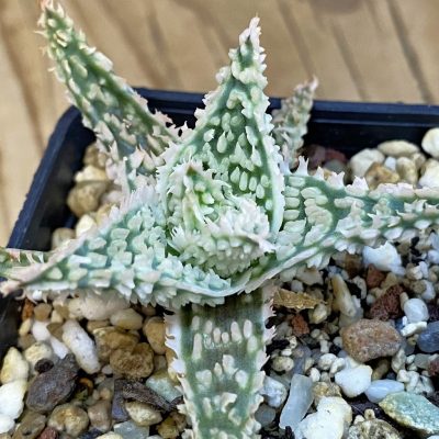 SH38700 Aloe TCT hybrid