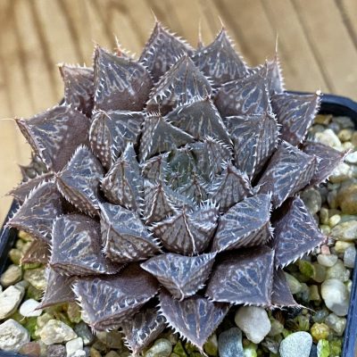 SH38701 Haworthia 'Mirror Ball'