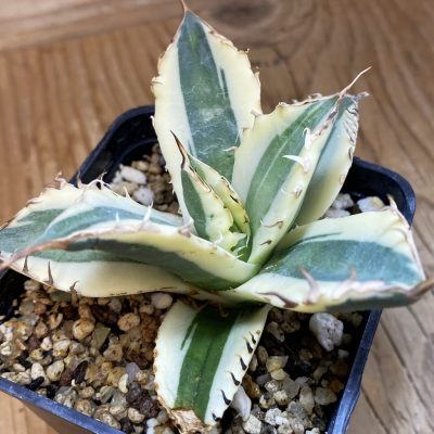 SH38677 Agave titanota 'Snaggle Tooth' f. variegata