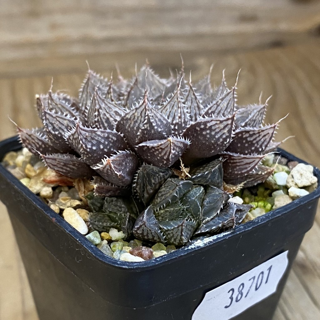 SH38701 Haworthia 'Mirror Ball' - Image 2