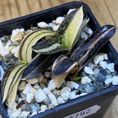 SH38702 Gasteria minima f. variegata