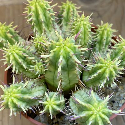 SH38704 Euphorbia aggregata f. variegata