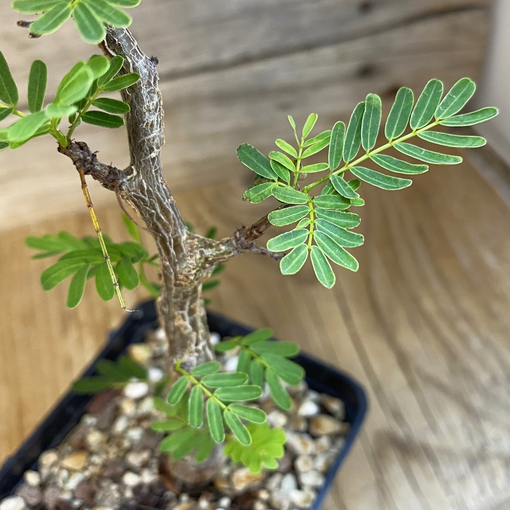 SH38706 Senna meridionalis