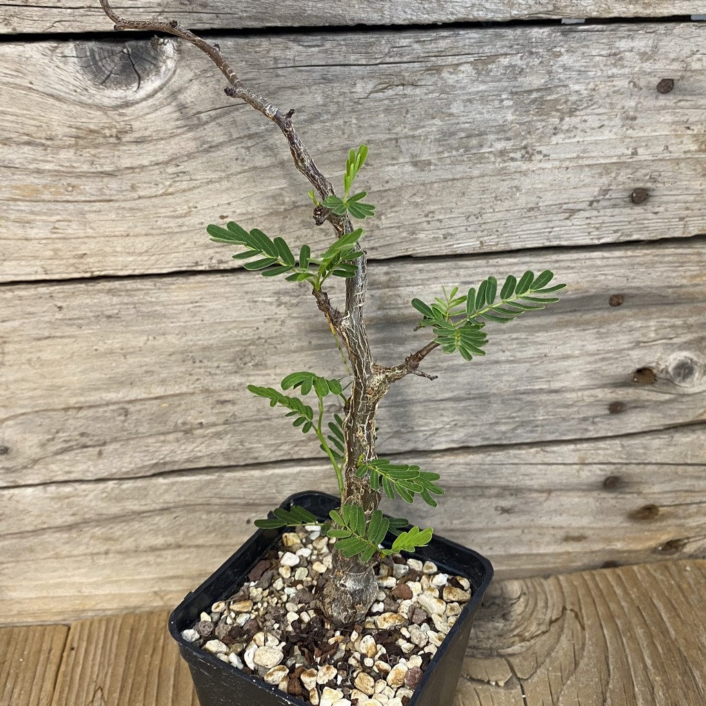 SH38706 Senna meridionalis - Зображення 2