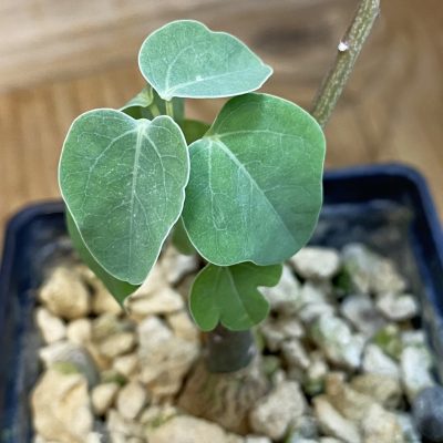 SH38707 Adenia spinosa