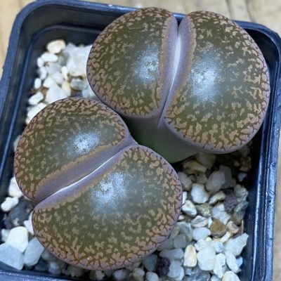 SH38805 Lithops hookeri C114
