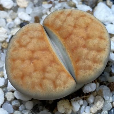 SH38807 Lithops karasmontana -Grunau-