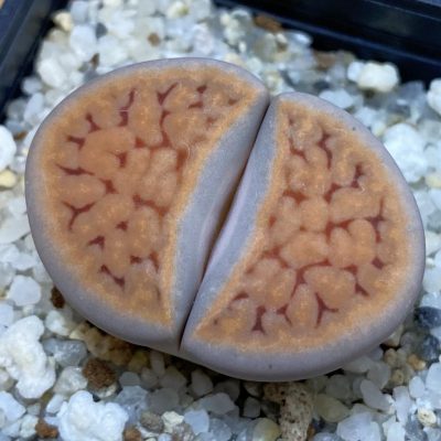 SH38808 Lithops karasmontana v. tischeri