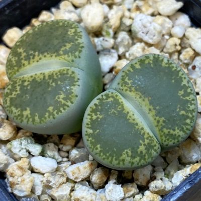 SH38809 Lithops lesliei v. venteri ‘Green form’