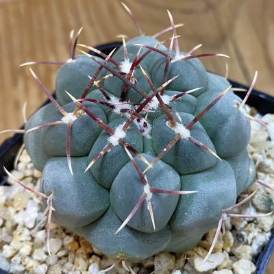 SH38775 Thelocactus hexaedrophorus