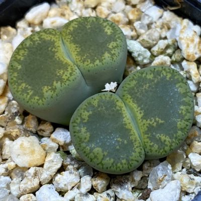 SH38810 Lithops lesliei v. venteri ‘Green form’