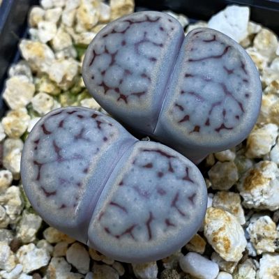 SH38811 Lithops schwantesii v. urikosensis