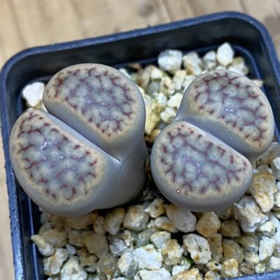 SH38812 Lithops schwantesii v. urikosensis