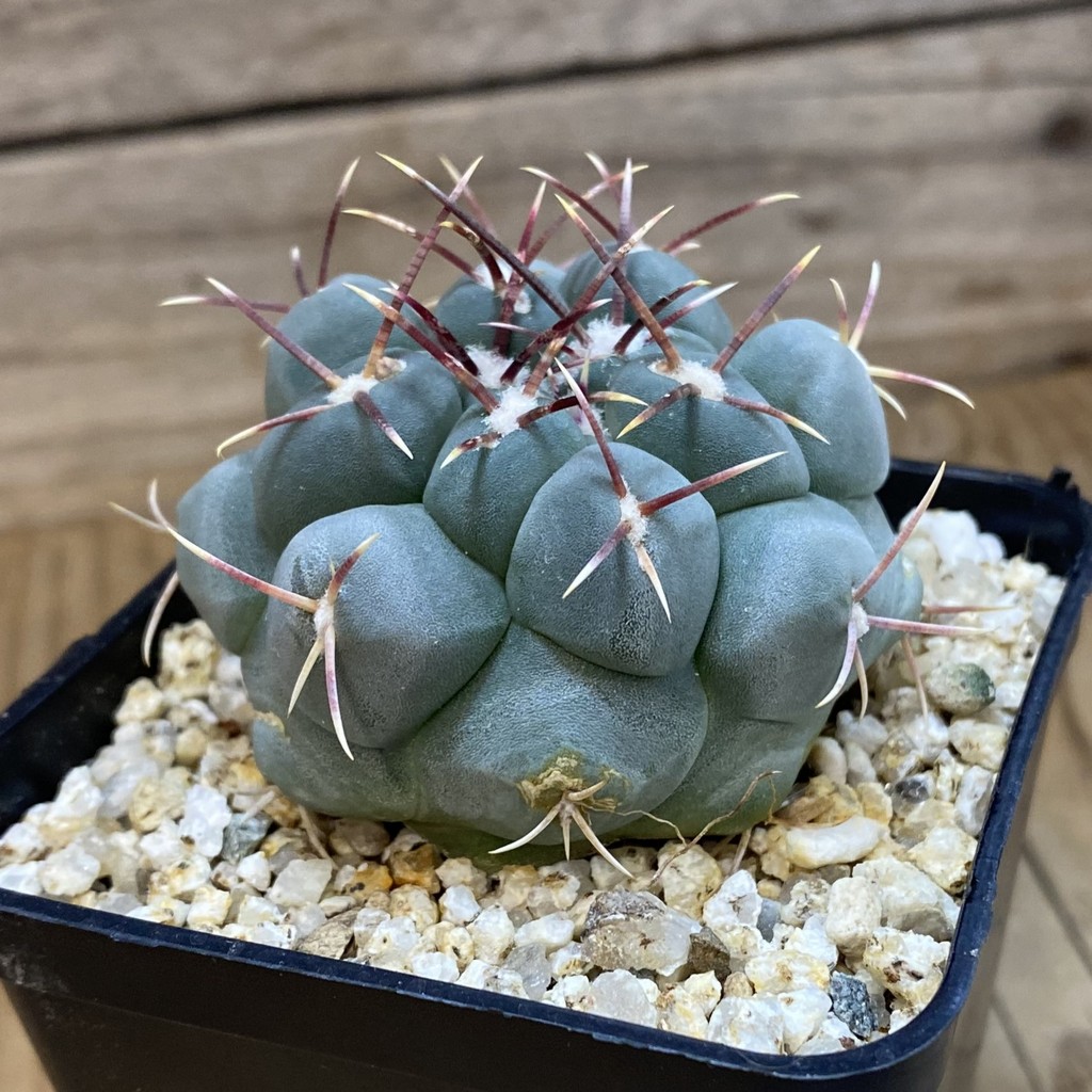 SH38775 Thelocactus hexaedrophorus - Image 2
