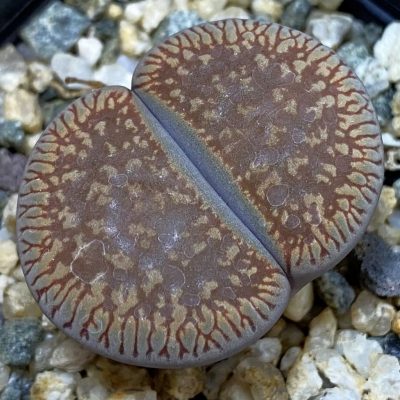 SH38814 Lithops aucampiae v. euniceae LMP4