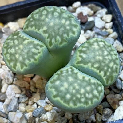 SH38816 Lithops salicola ‘Malachite’