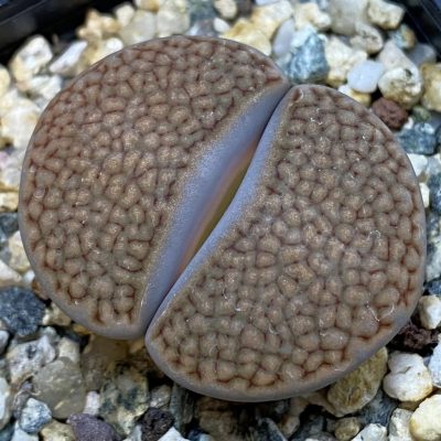 SH38817 Lithops hallii