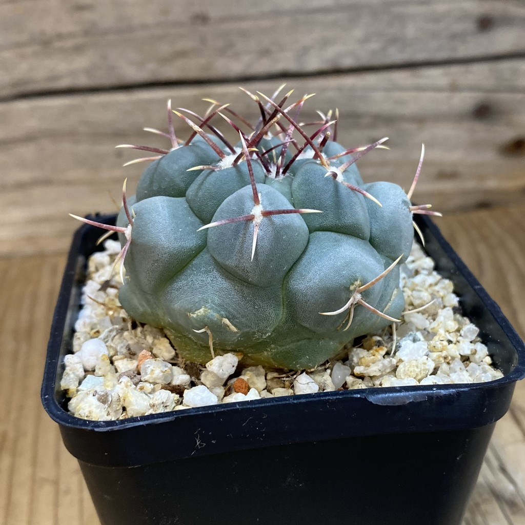 SH38775 Thelocactus hexaedrophorus - Image 3