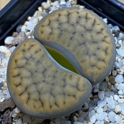 SH38819 Lithops schwantesii