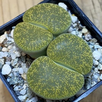 SH38820 Lithops lesliei v. albinica