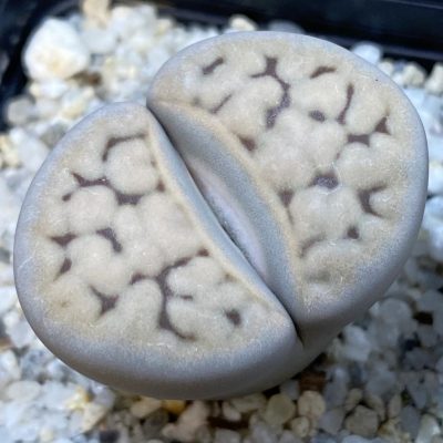SH38821 Lithops karasmontana v. eberlanzii
