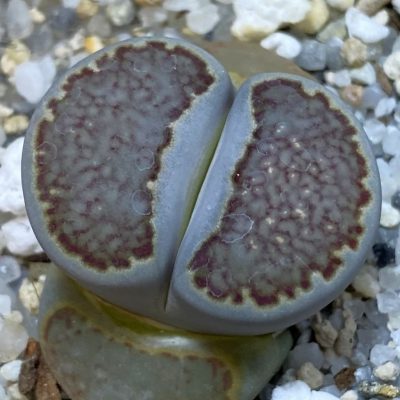 SH38822 Lithops hallii