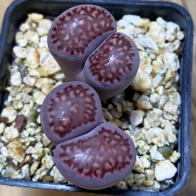 SH38823 Lithops salicola ‘Sato’s Violet’ hybrid