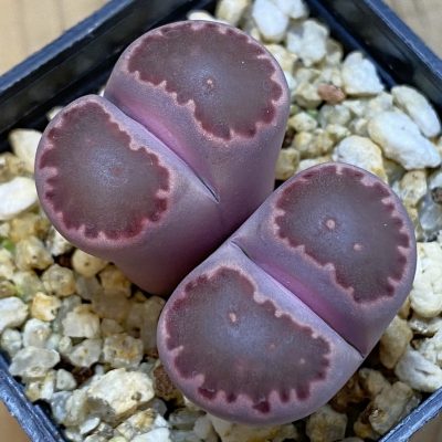 SH38824 Lithops salicola ‘Sato’s Violet’ hybrid