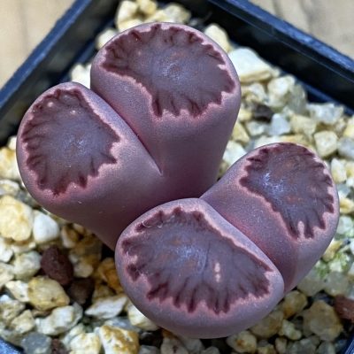 SH38825 Lithops salicola ‘Sato’s Violet’ hybrid