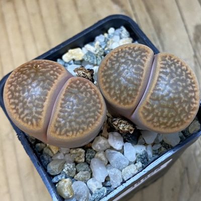 SH38826 Lithops hookeri