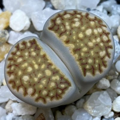 SH38827 Lithops hallii -Geelkop-