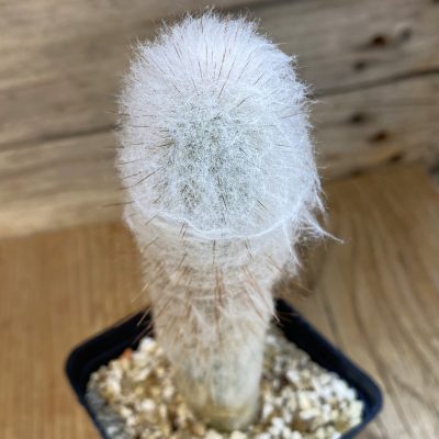 SH38776 Austrocephalocereus dybowskii