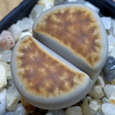 SH38828 Lithops karasmontana v. lerichiana